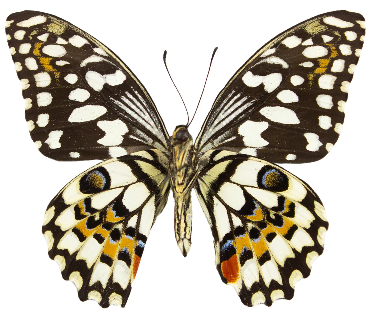 Papilio demoleus - Image 2