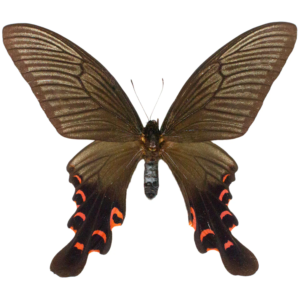 Papilio elwesi