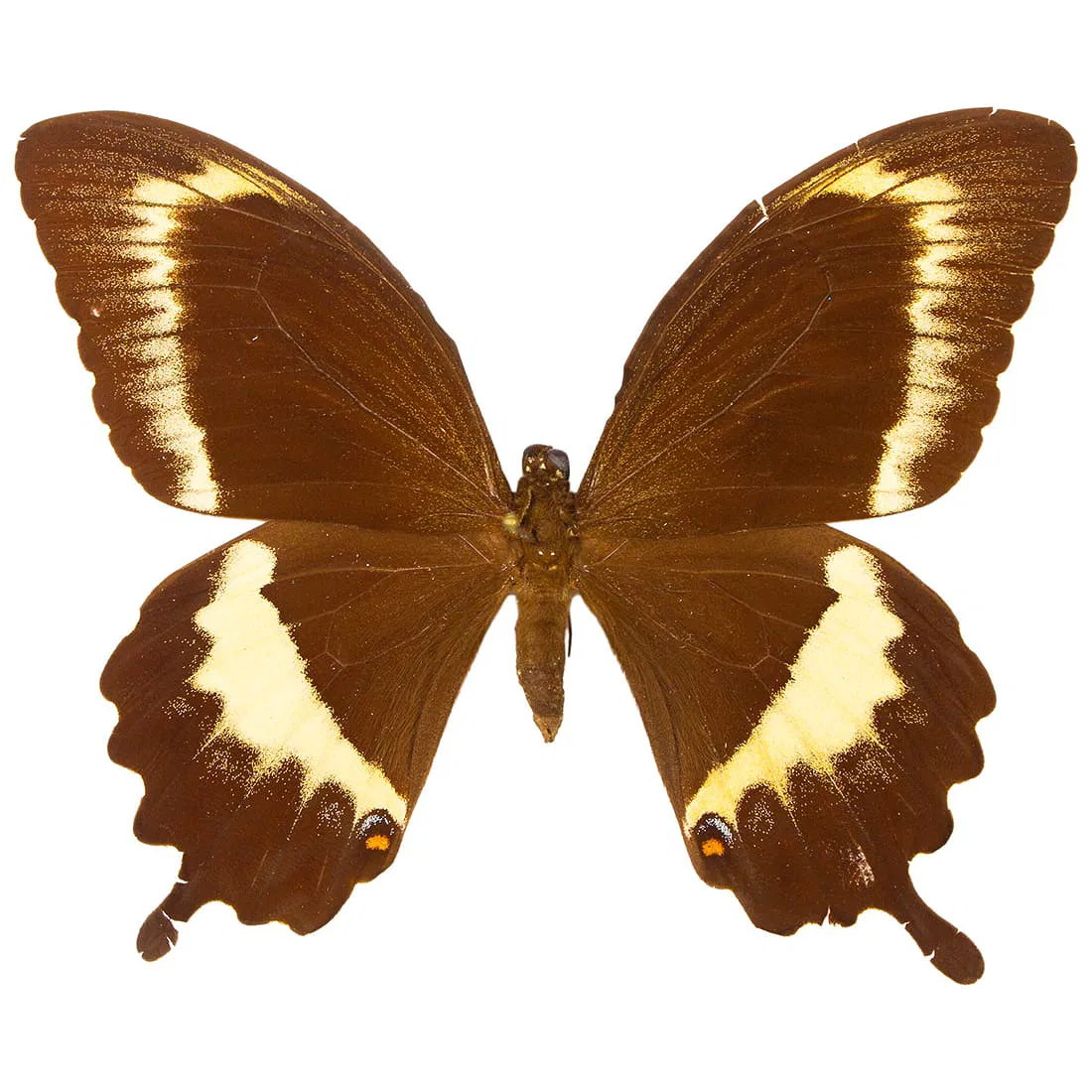 Papilio fuscus ssp. xenophilus FEMALE