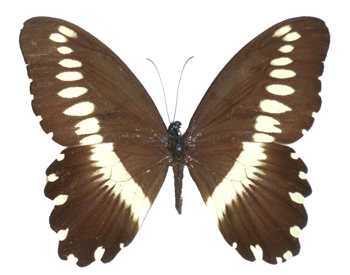Papilio gallienus