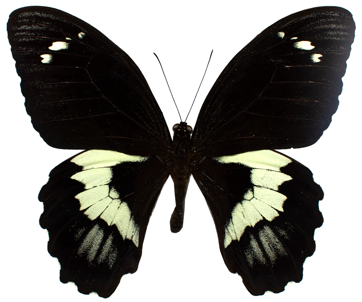 Papilio gambrisius