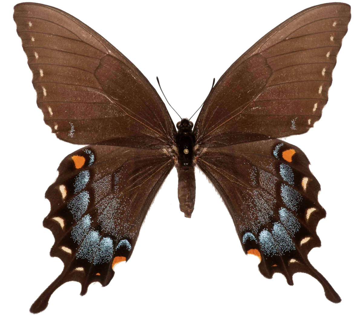 Papilio glaucus glaucus FEMALE (Black Form)