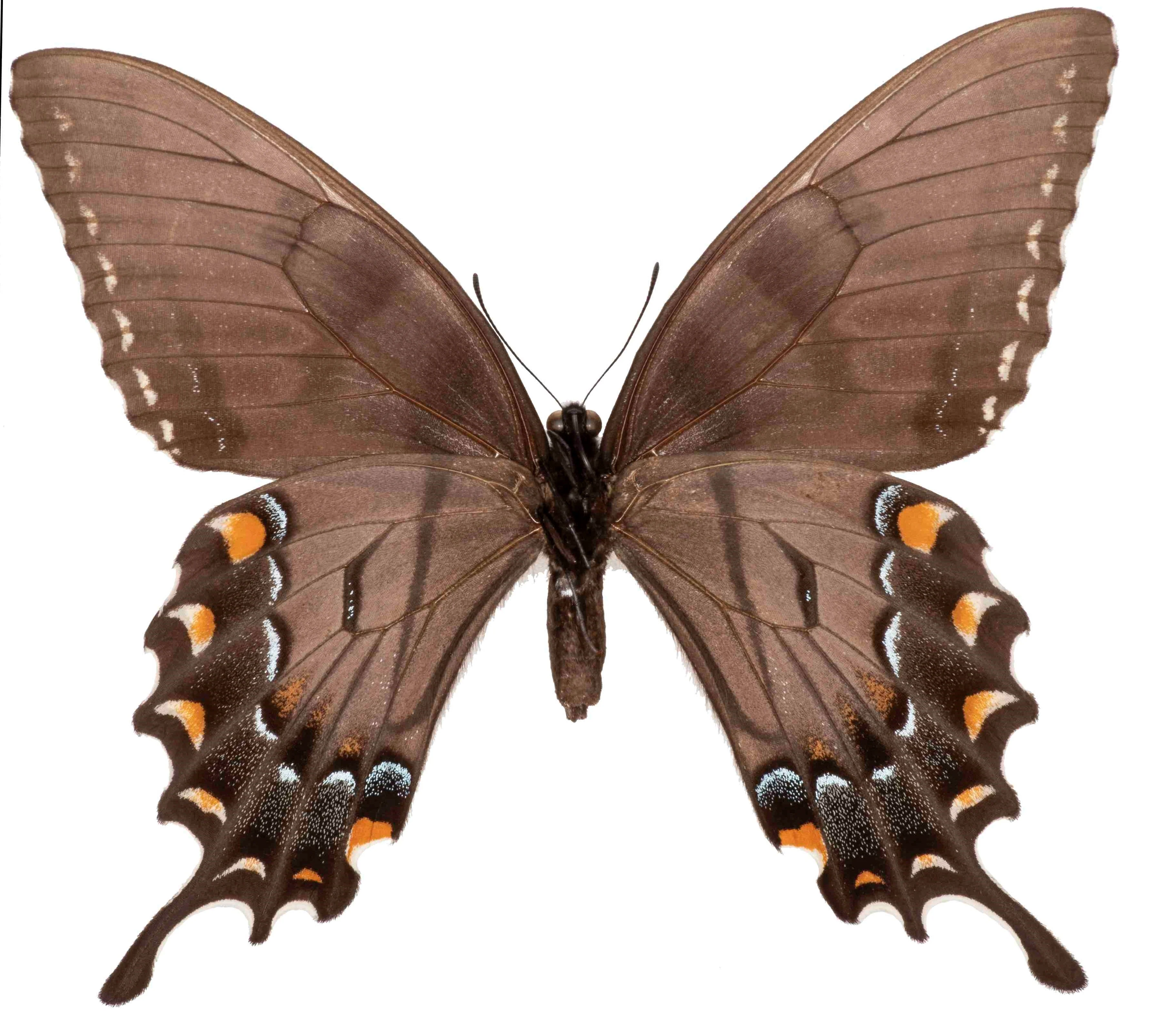 Papilio glaucus glaucus FEMALE (Black Form) - Image 2