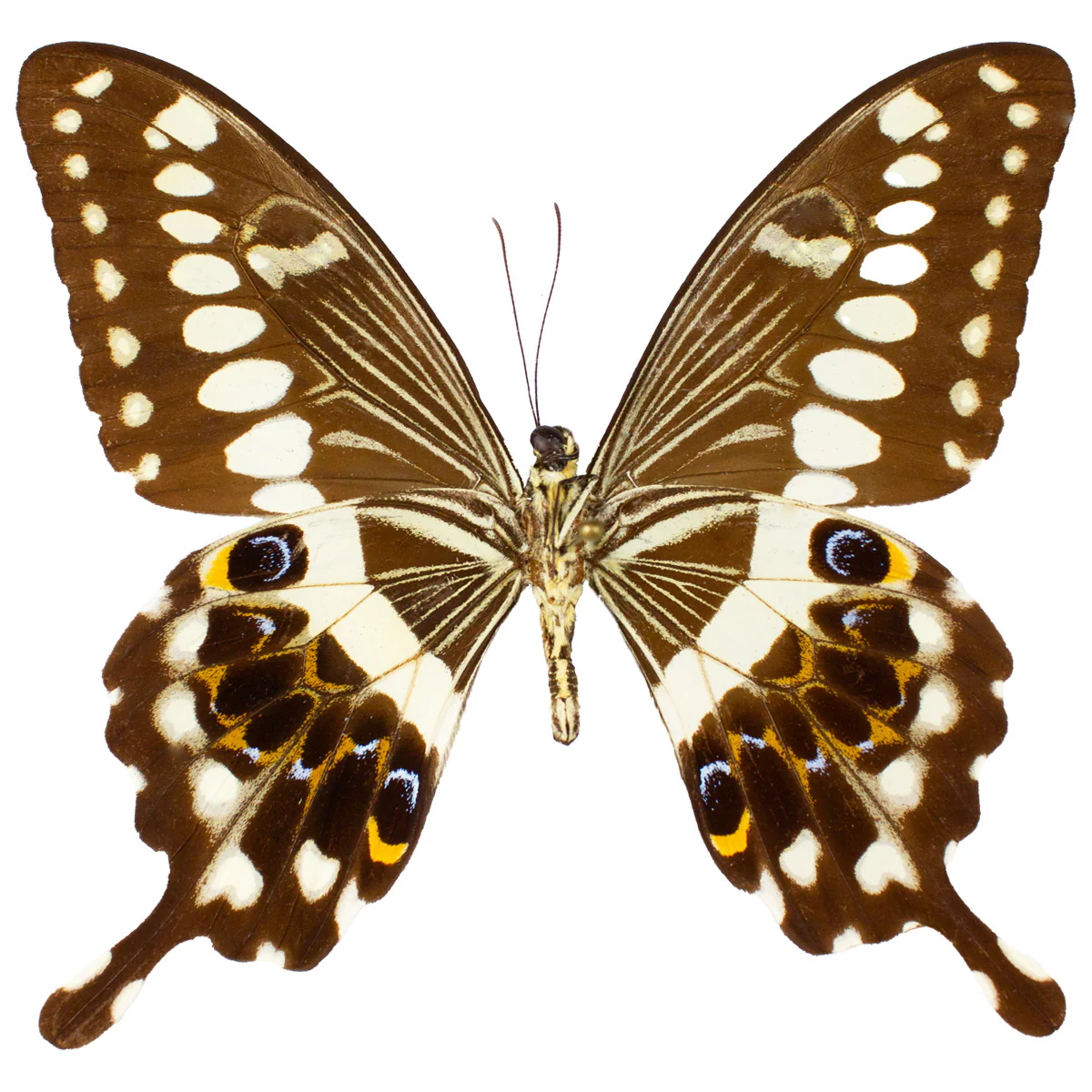 Papilio lormieri lormieri