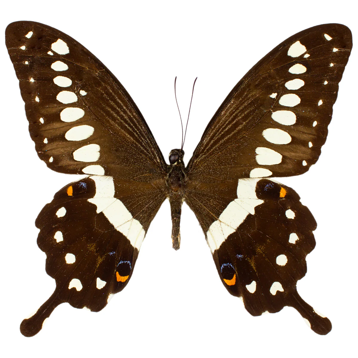 Papilio lormieri lormieri - Image 2