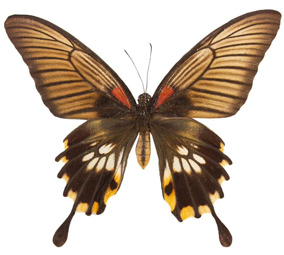 Papilio (memnon) lowi FEMALE