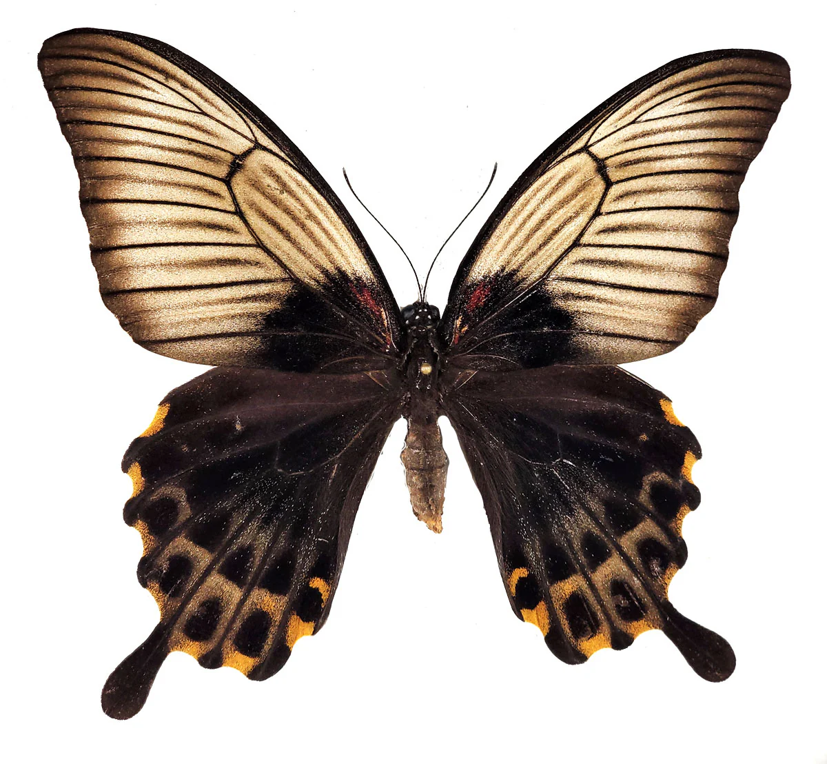 Papilio (memnon) lowi FEMALE - Image 2