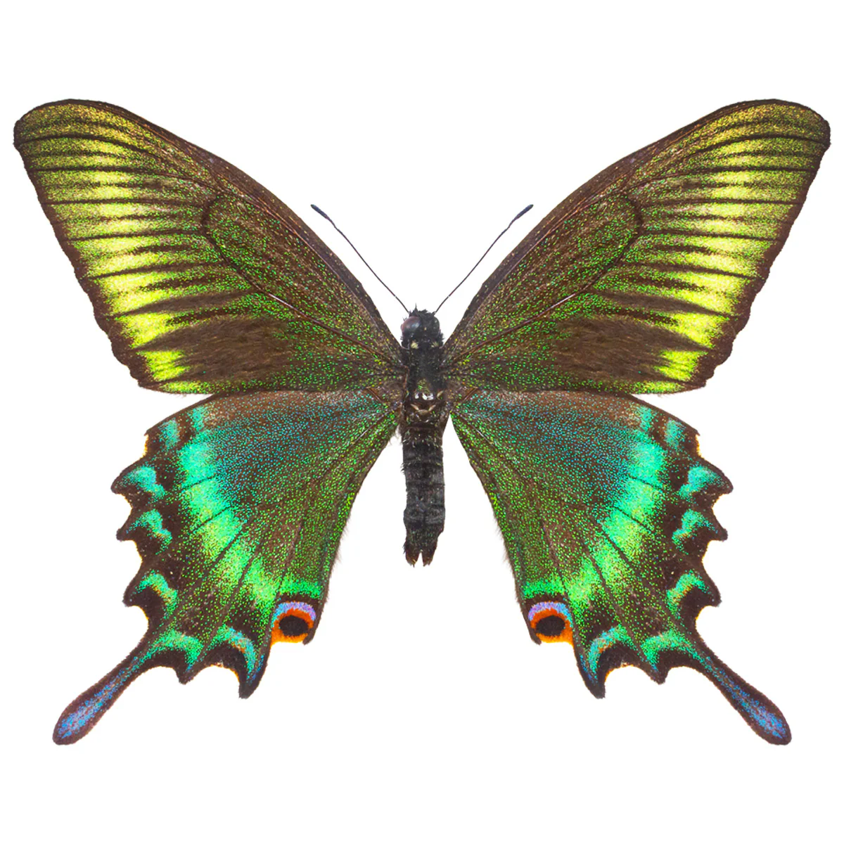 Papilio maackii