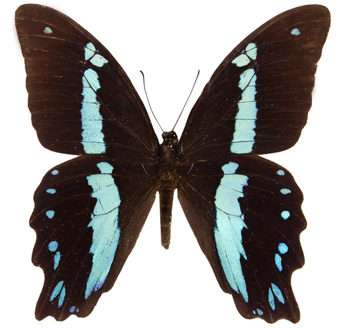 Papilio nireus