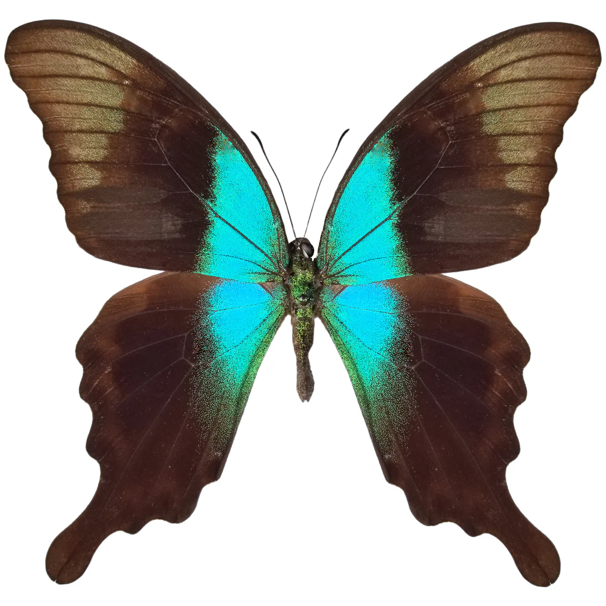 Papilio peranthus adamantius