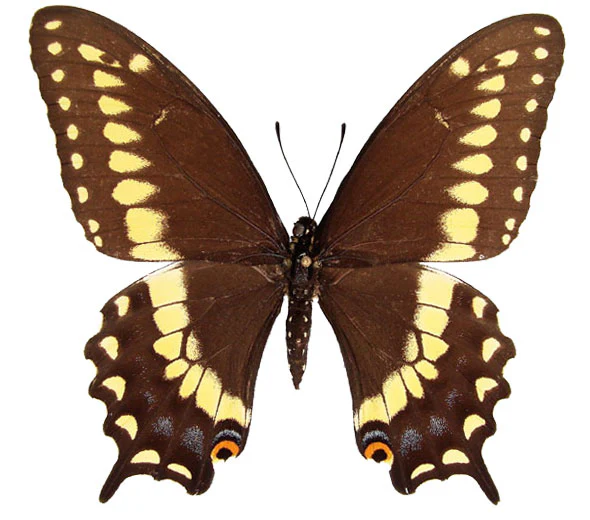 Papilio polyxenes asterias