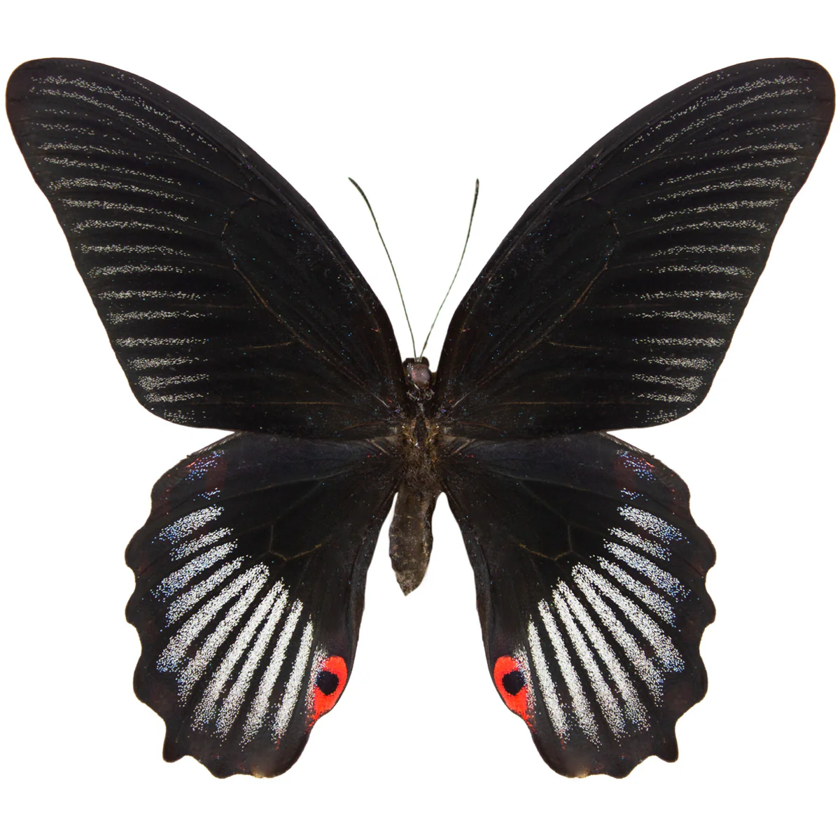 Papilio rumanzovia - Image 2
