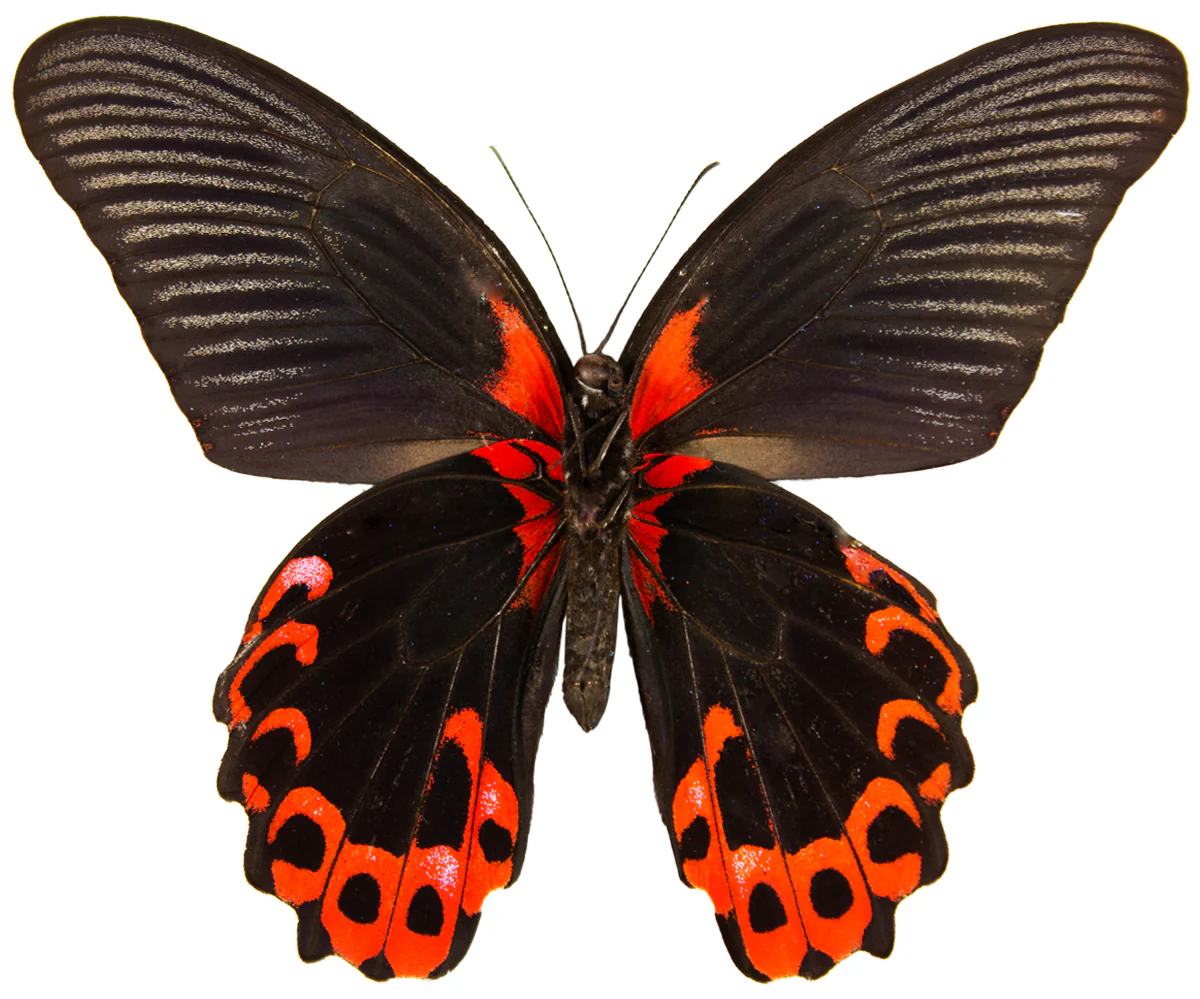 Papilio rumanzovia FEMALE