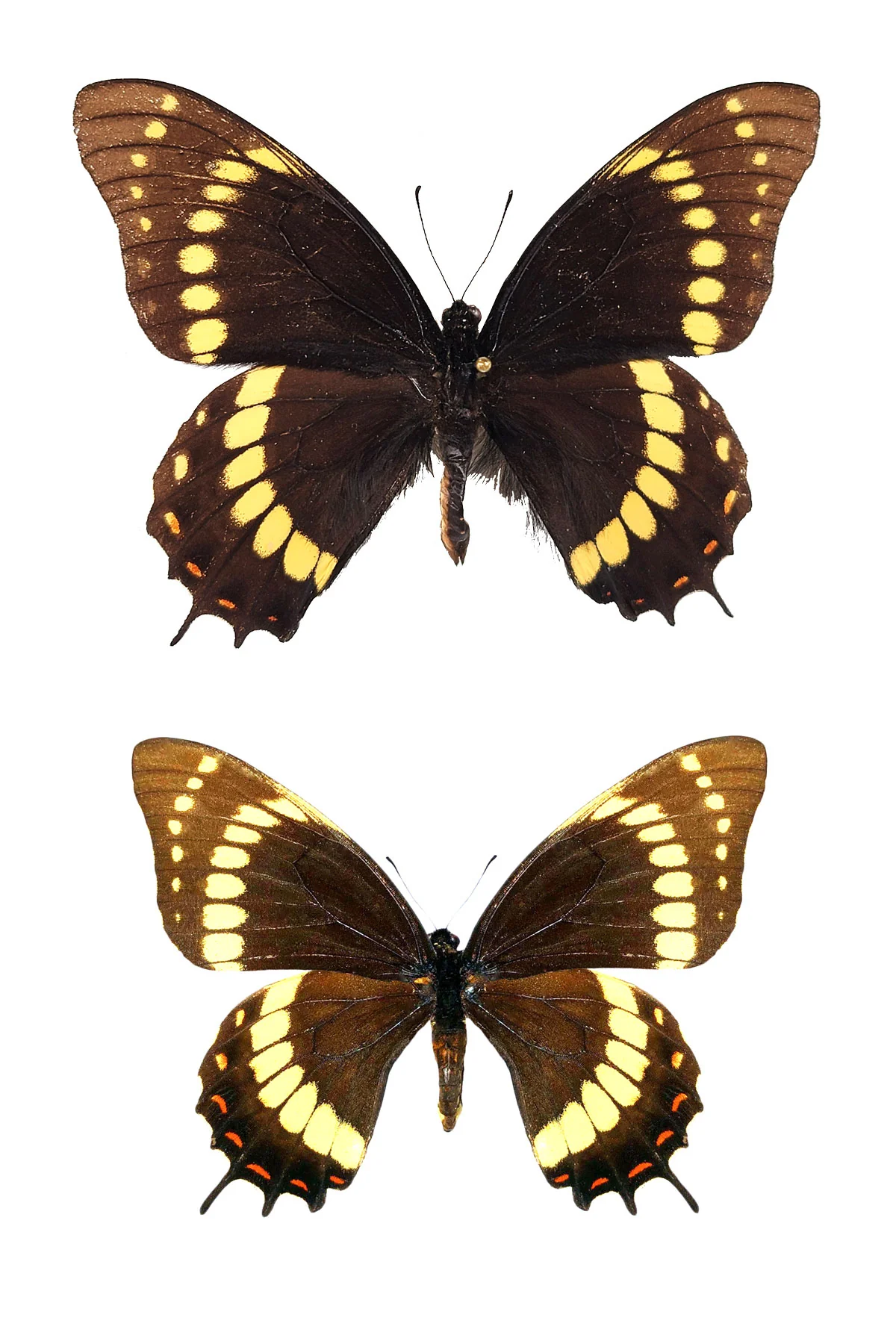 Papilio scamander PAIR