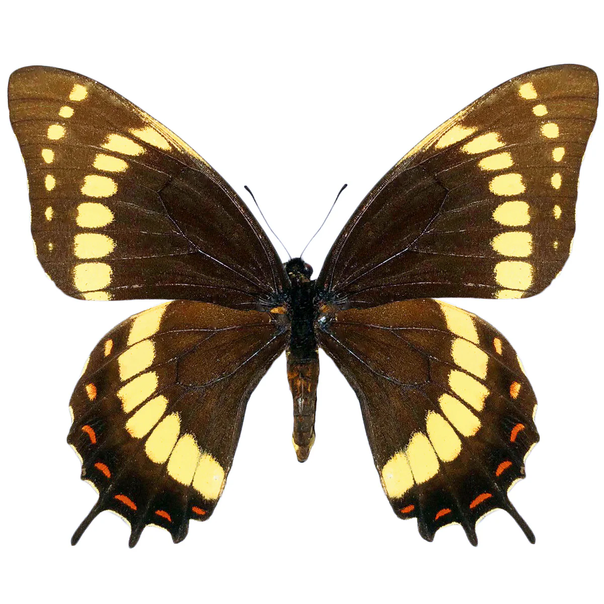 Papilio scamander PAIR - Image 2