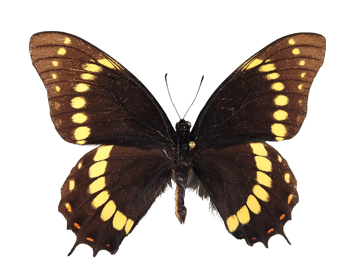 Papilio scamander PAIR - Image 3