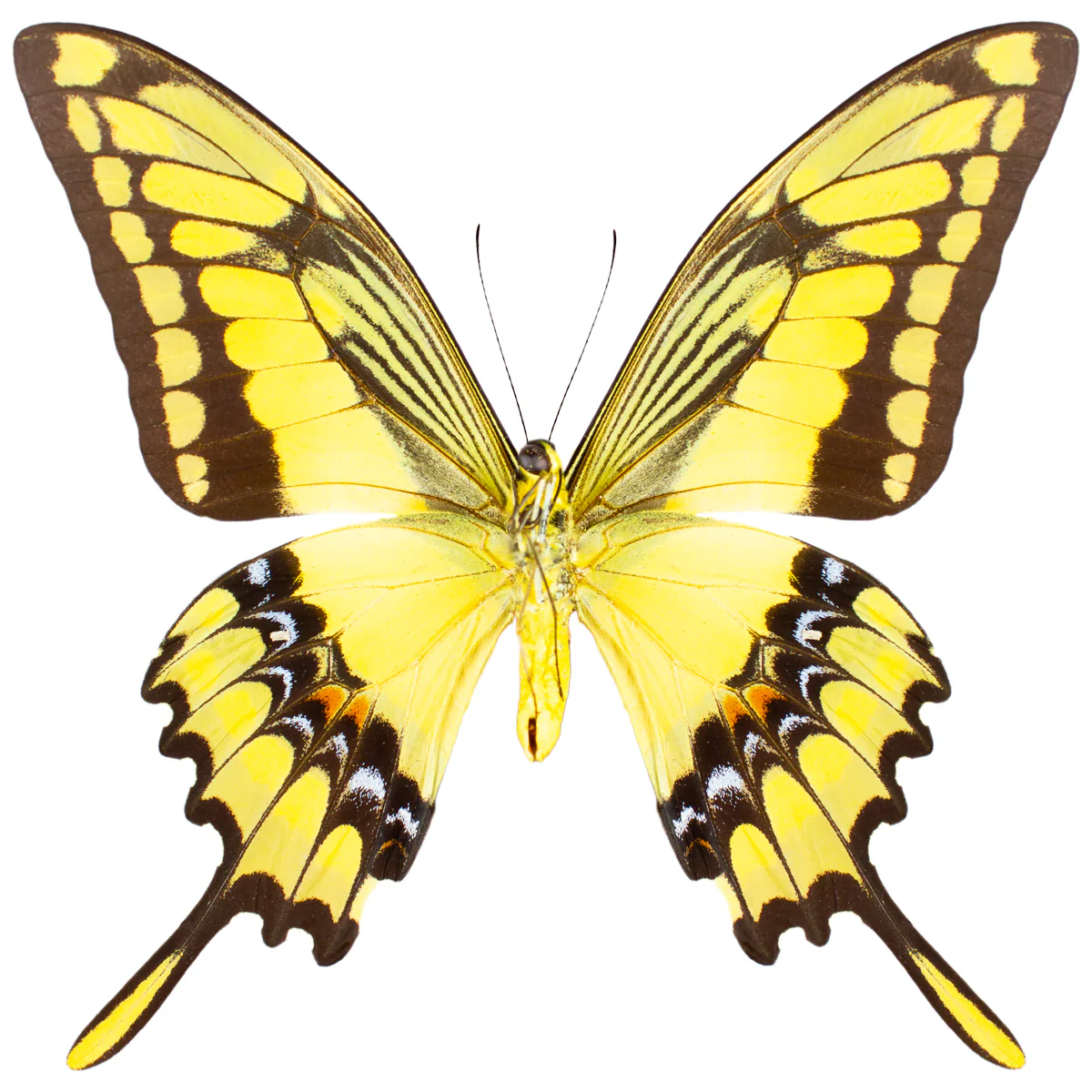 Papilio thoas