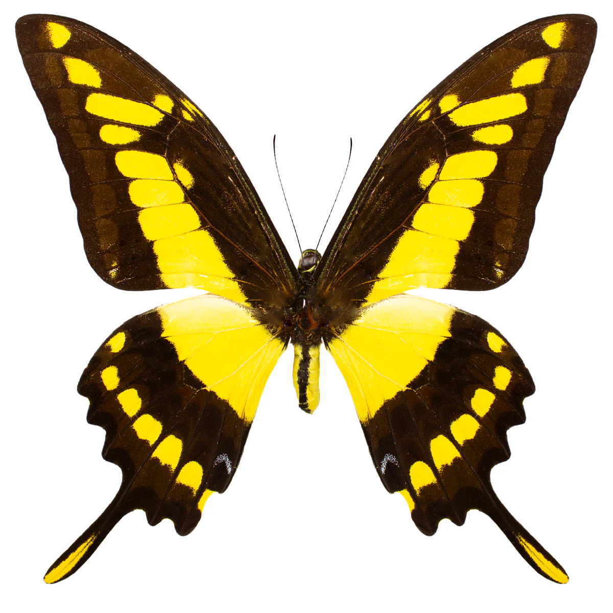 Papilio thoas - Image 2