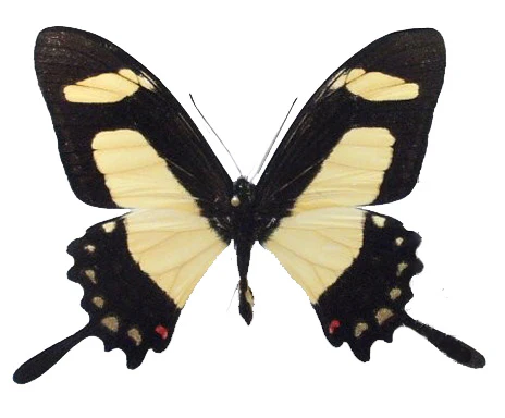 Papilio torquatus