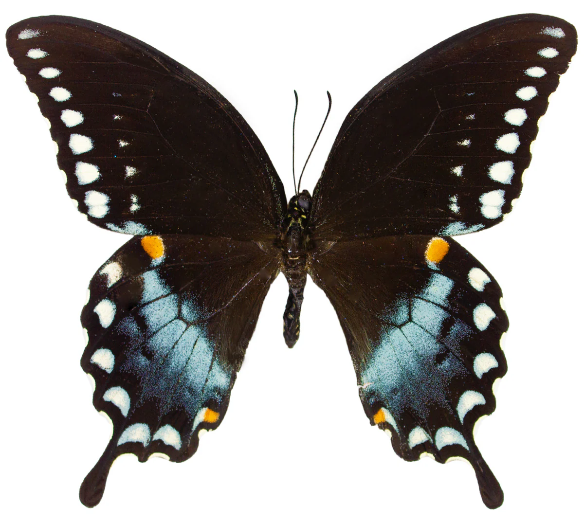 Papilio troilus