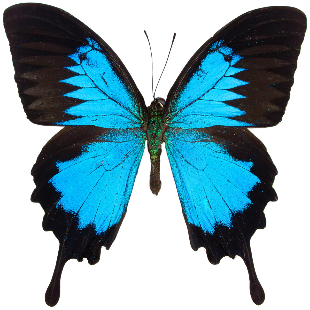 Papilio ulysses