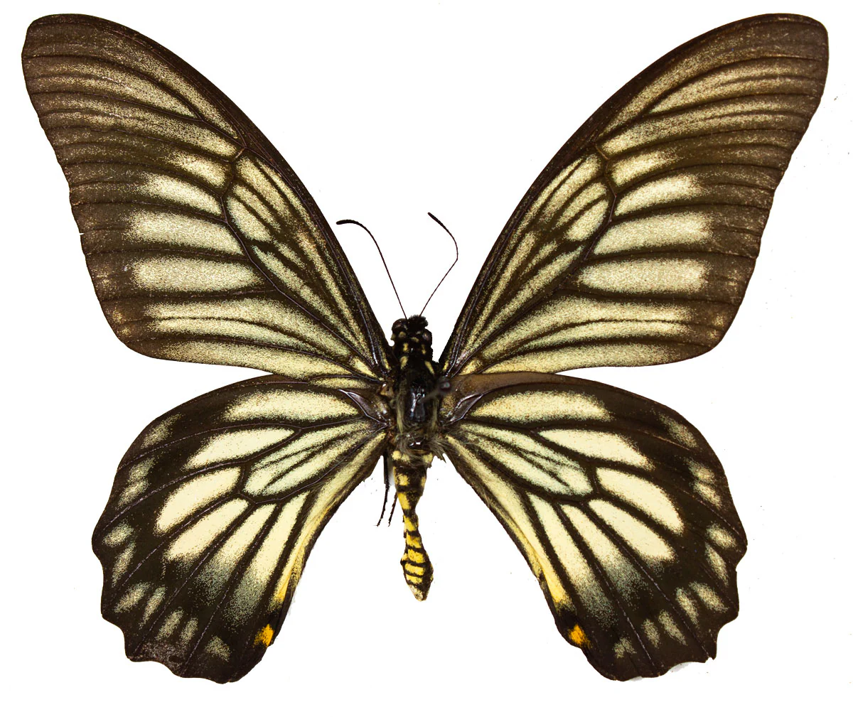Papilio veiovis
