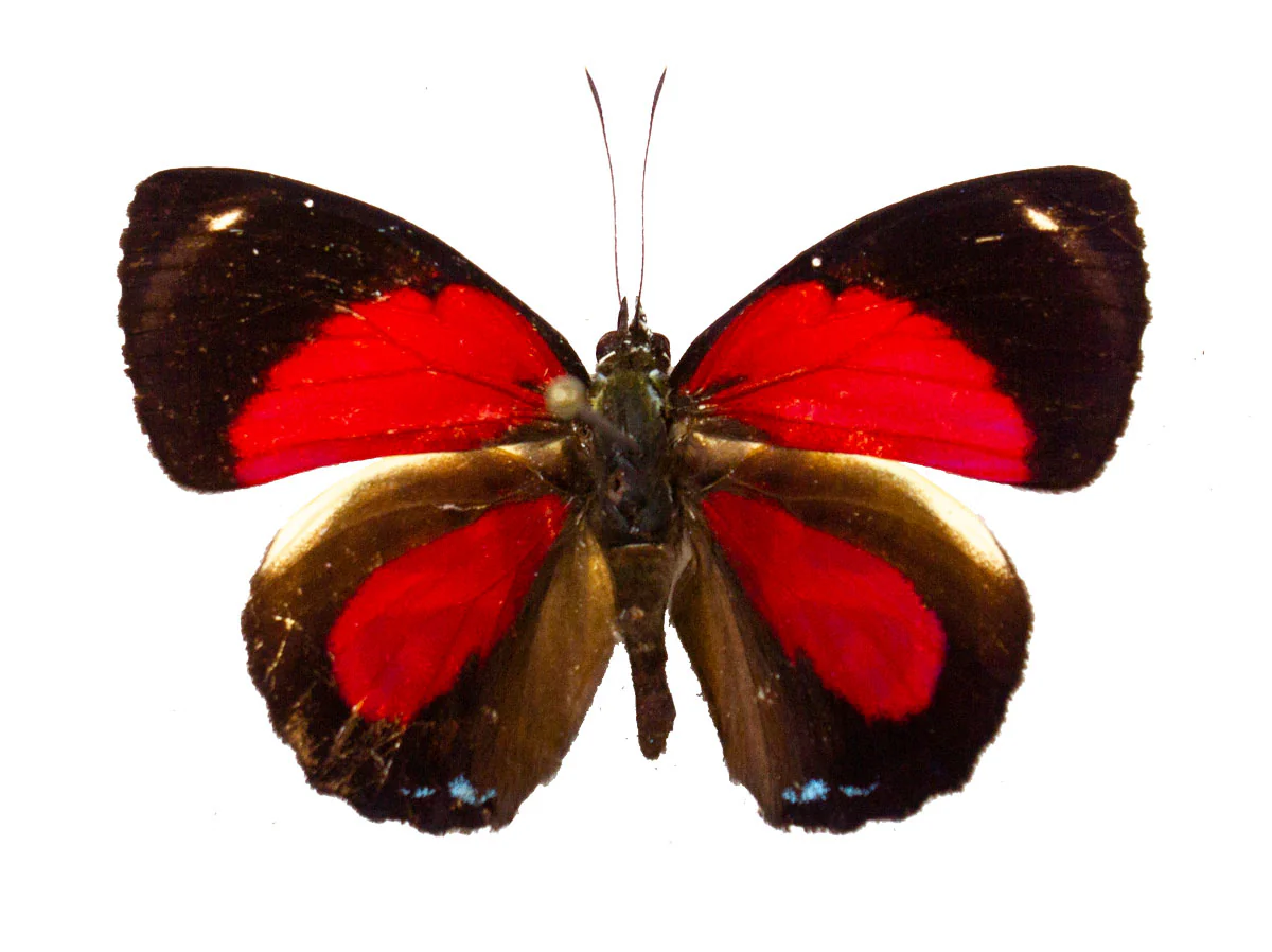 Paulogramma (Callicore) peristera