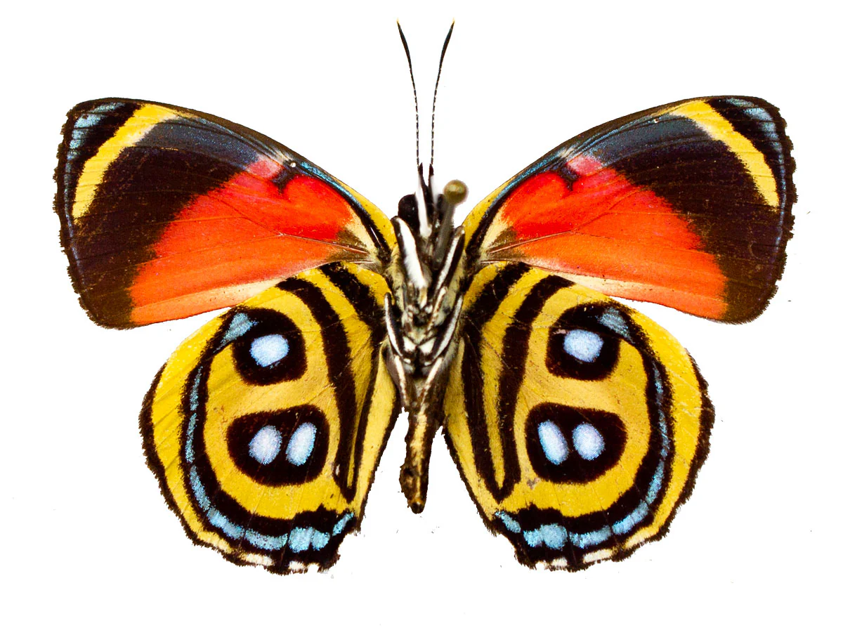 Paulogramma (Callicore) peristera - Image 2