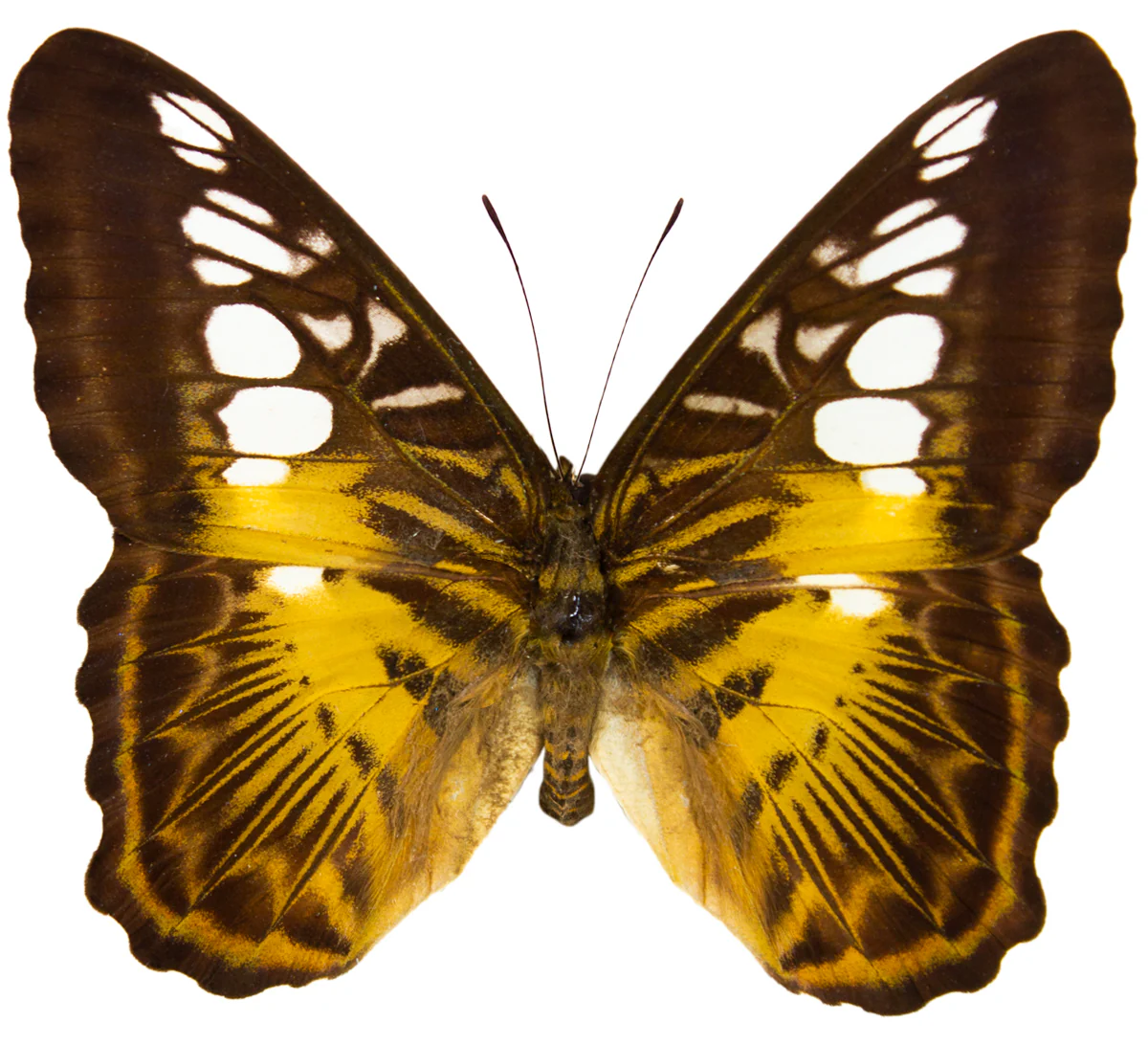 Parthonos sylvia philipensis