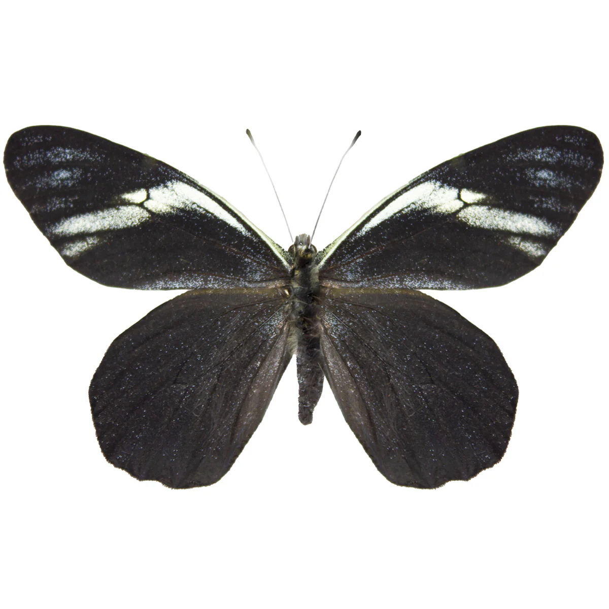 Pereute charops peruviana