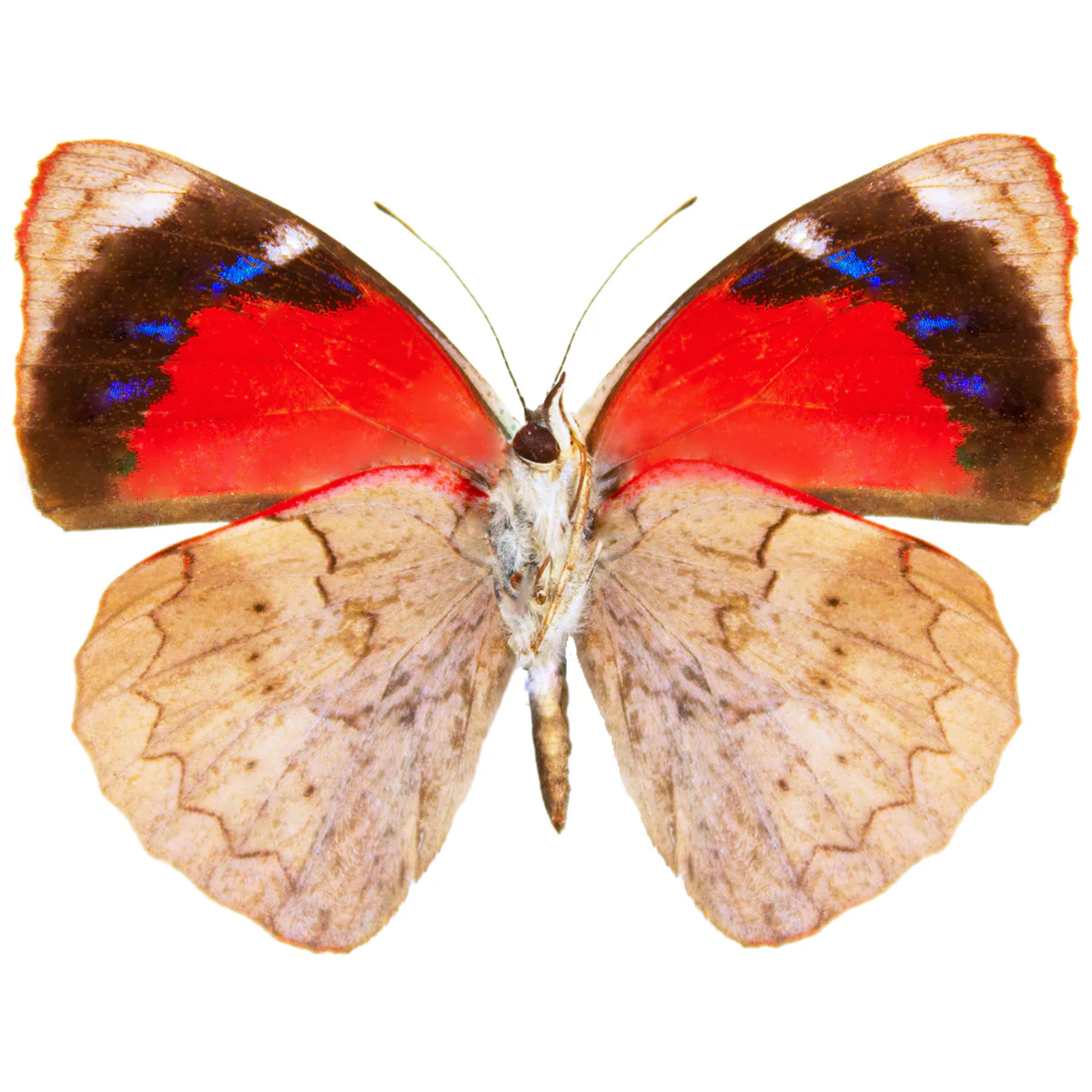 Perisama hilara