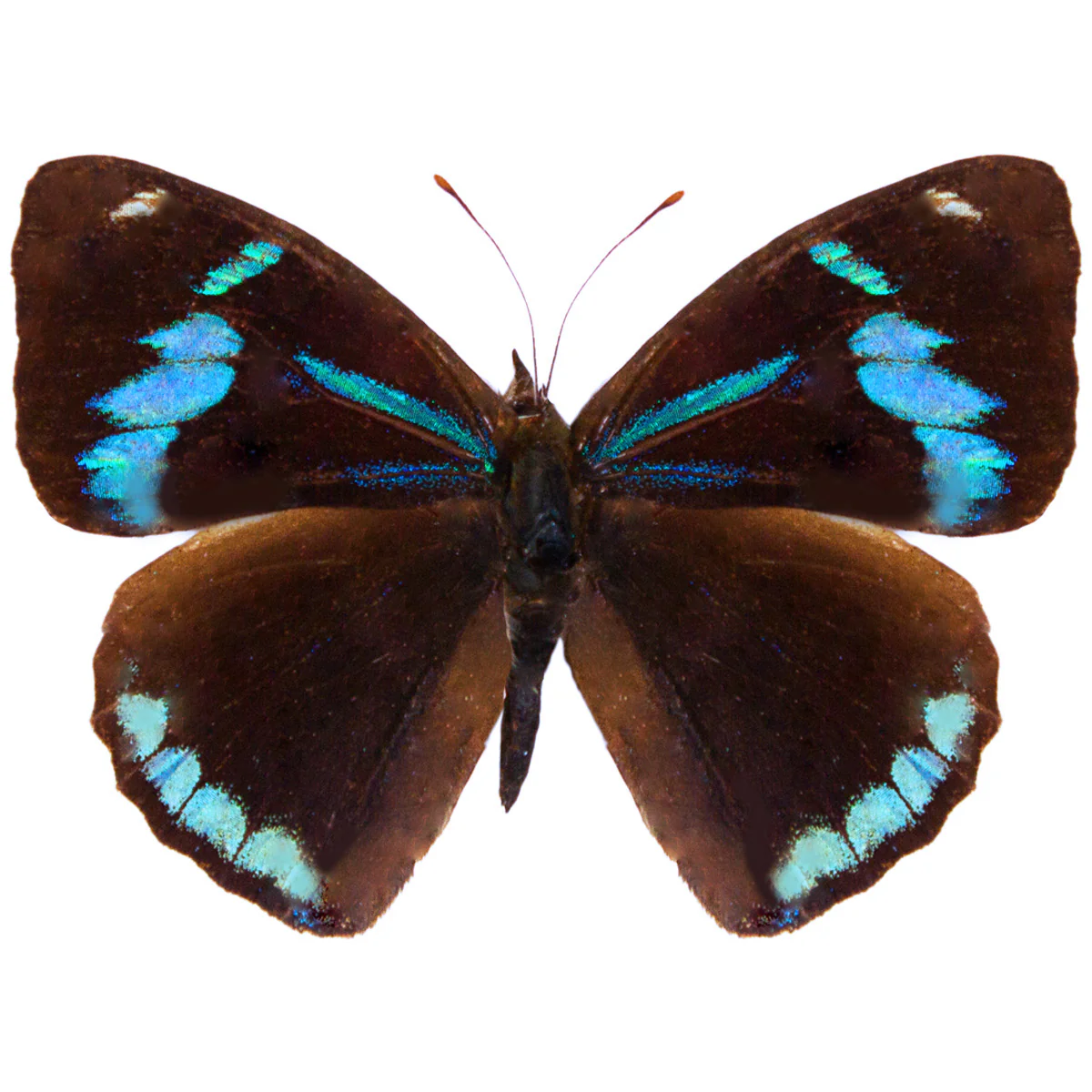 Perisama hilara - Image 2
