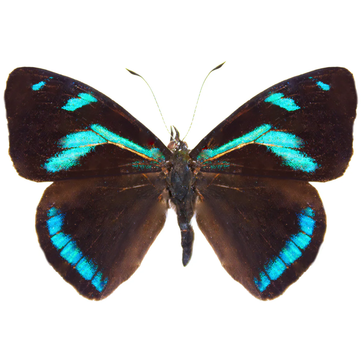 Perisama humboldtii - Image 2