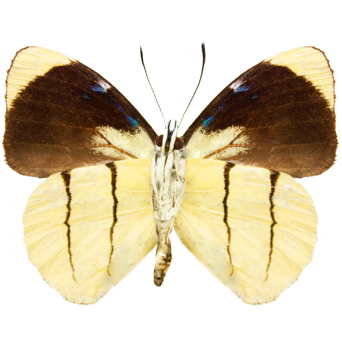 Perisama oppelii