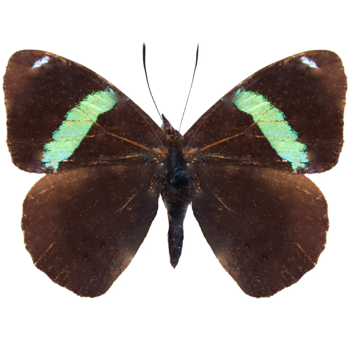 Perisama oppelii - Image 2