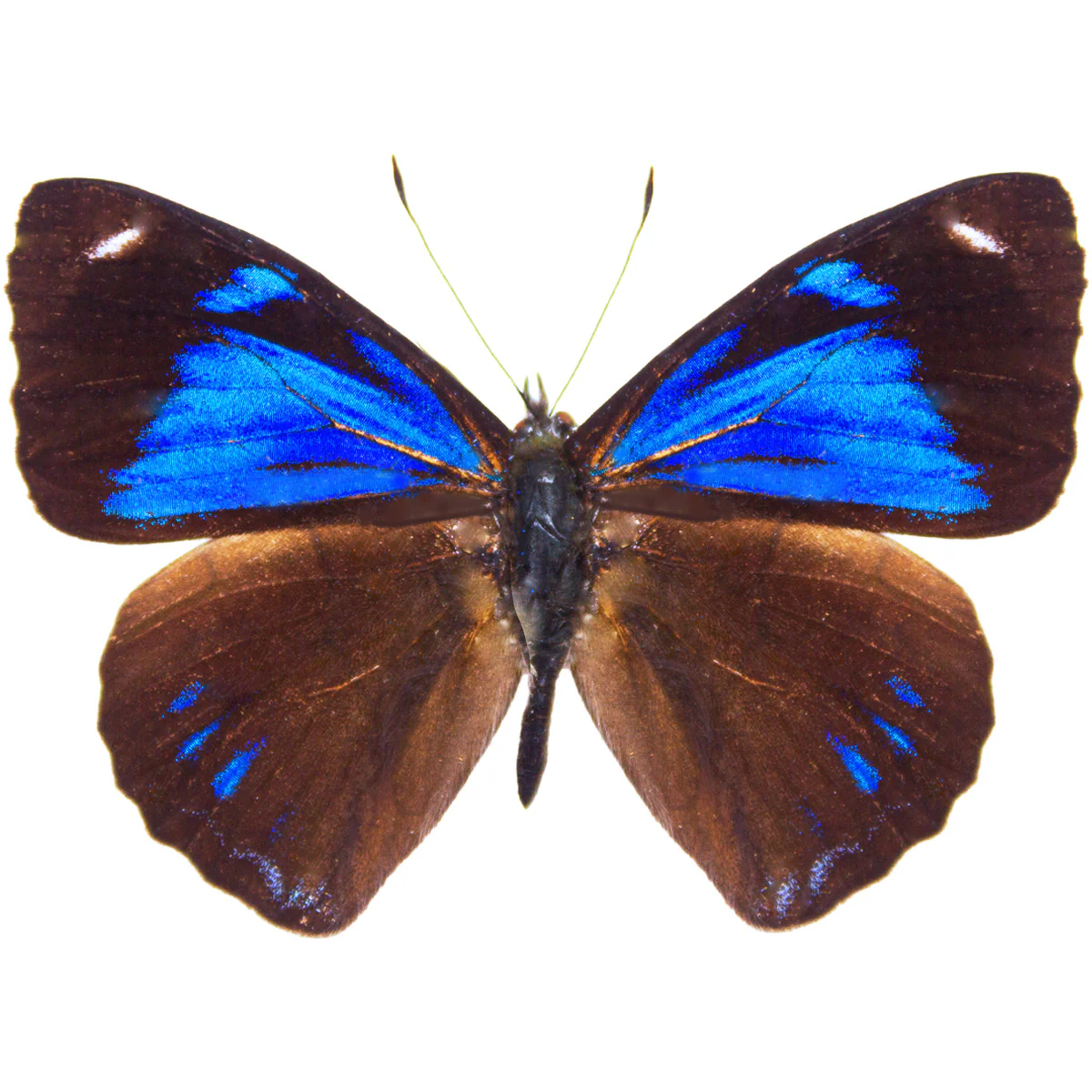 Perisama philinus - Image 2