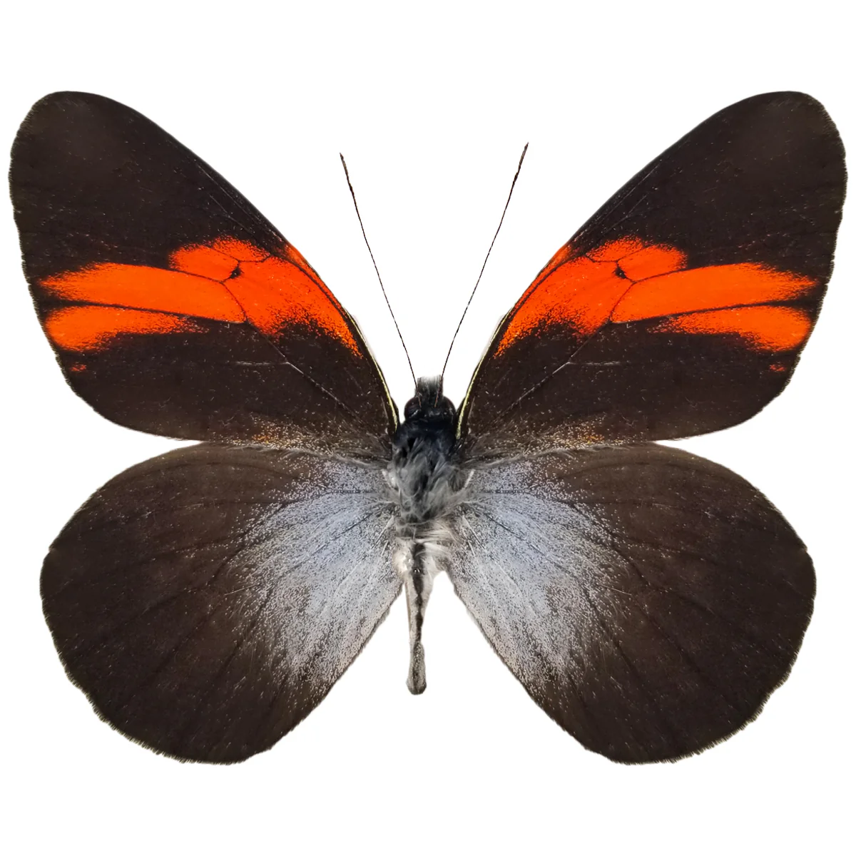Pereute callinara