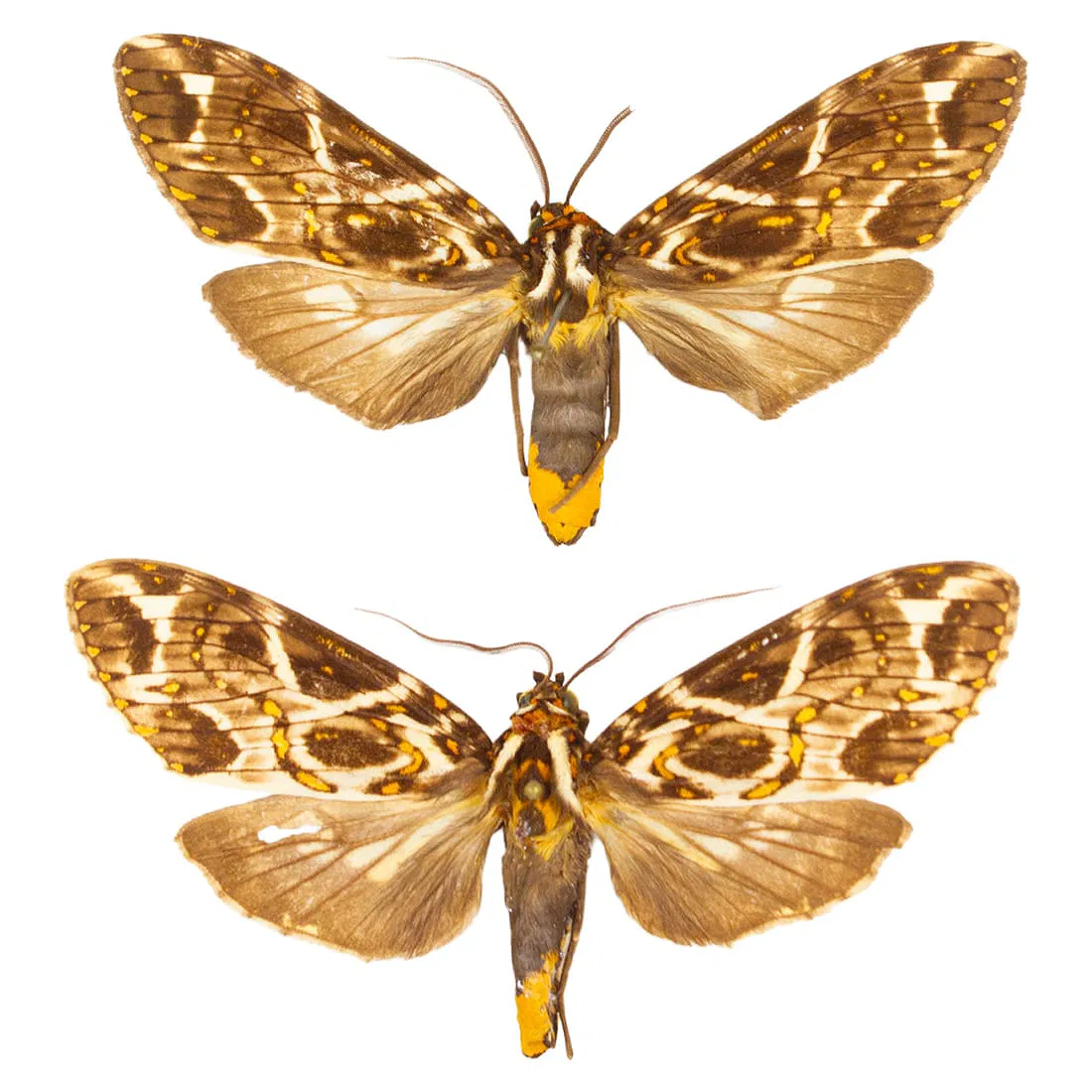 Phaegoptera histrionica Moth Duo