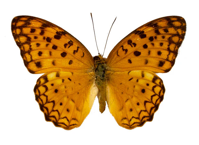 Phalanta phalanta
