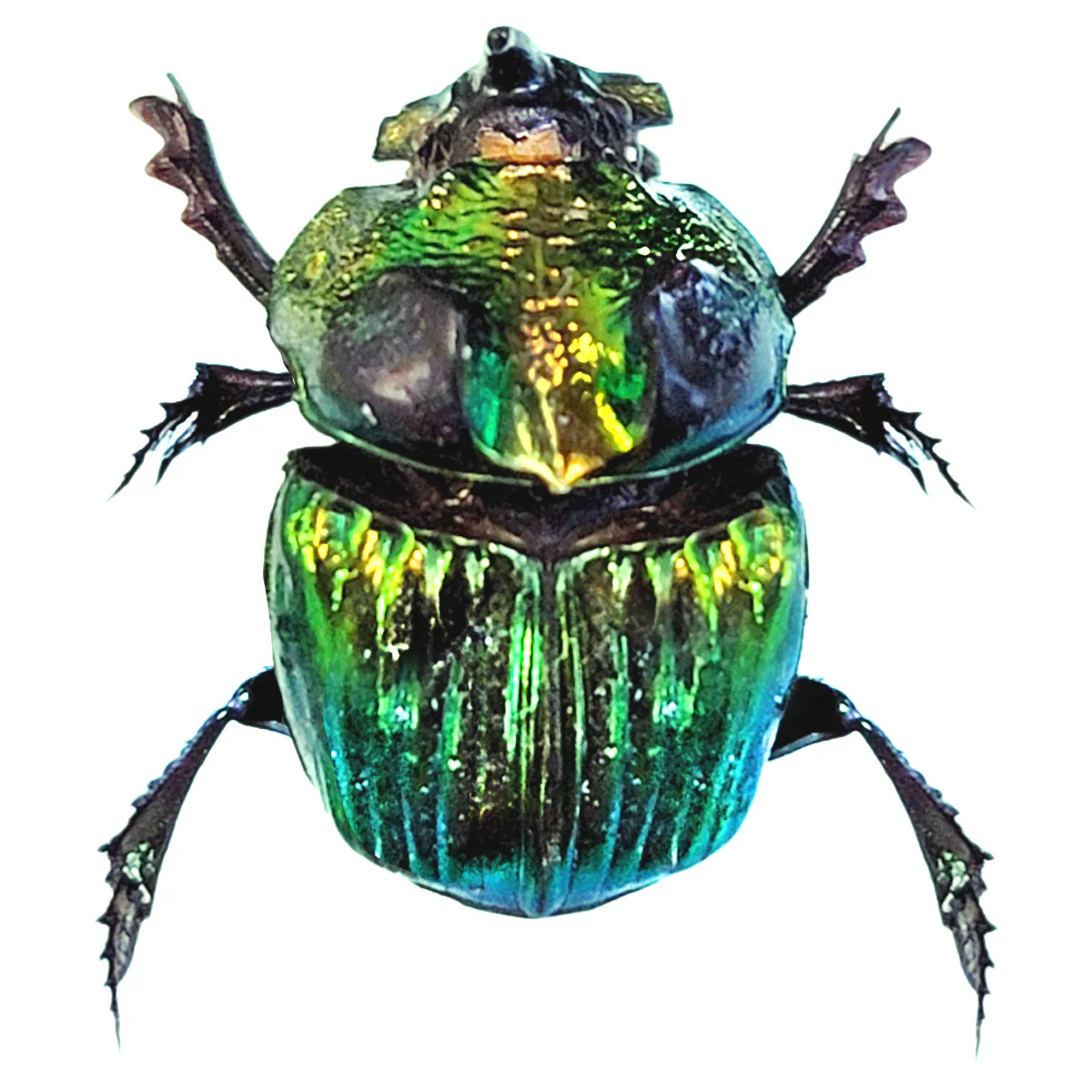 Phanaeus demon