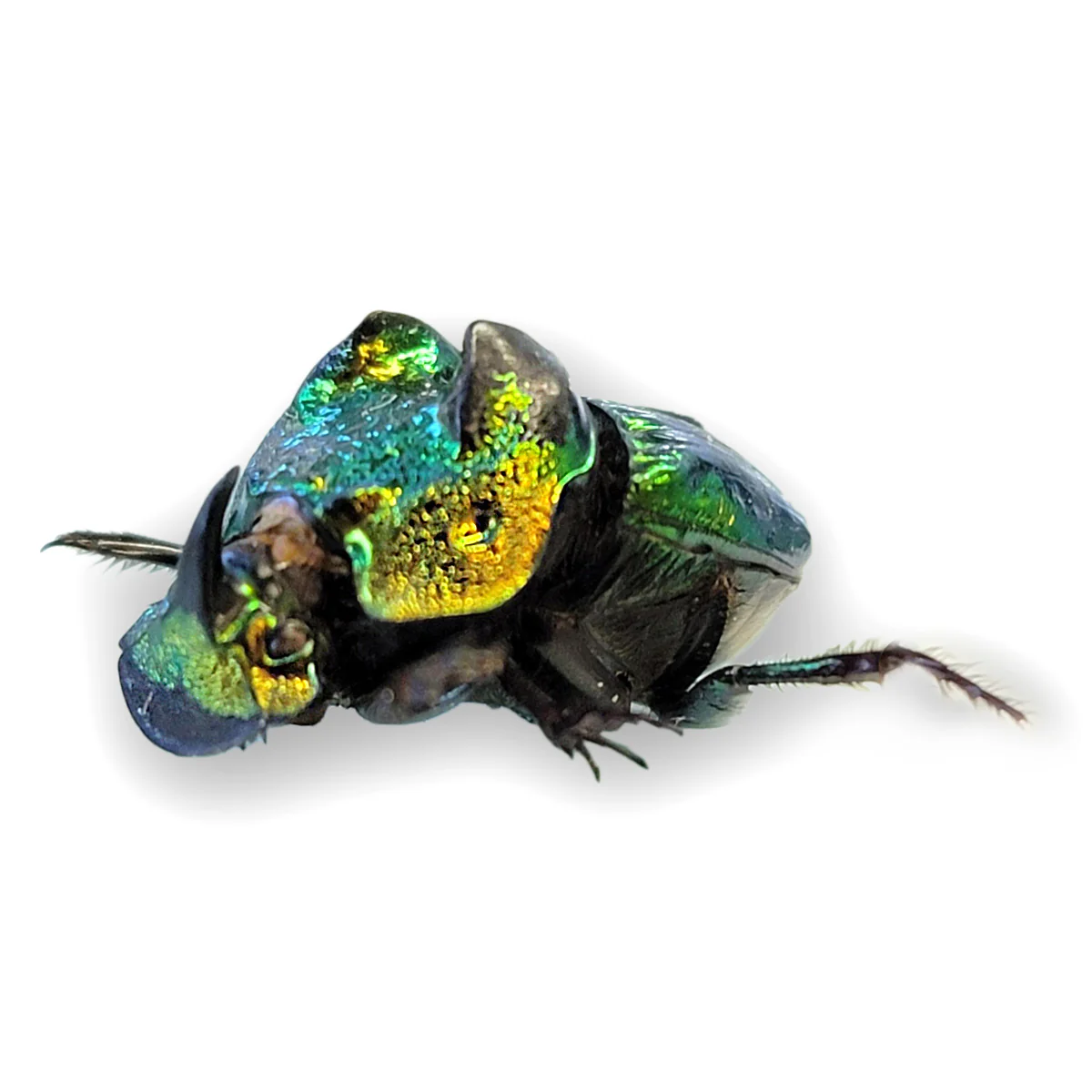 Phanaeus demon - Image 2