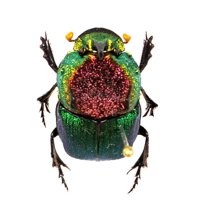 Phanaeus vindex MINOR