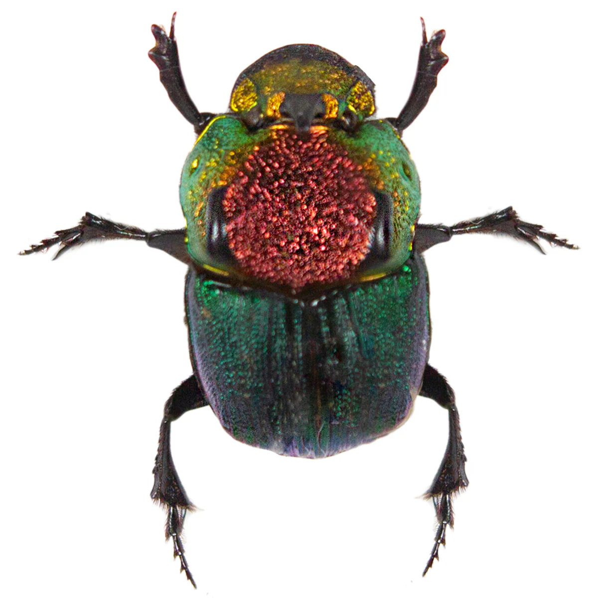 Phanaeus vindex MINOR - Image 2