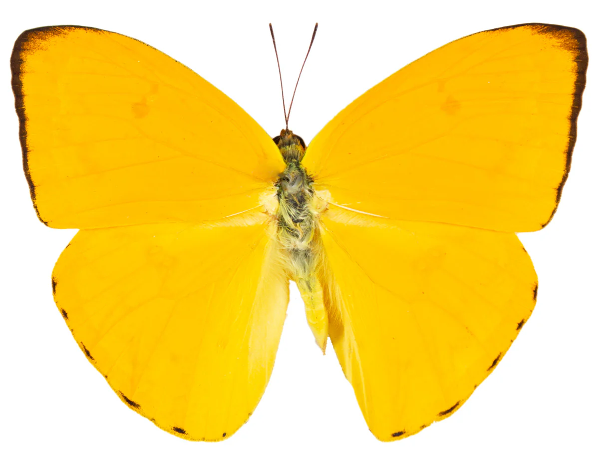 Phoebis argante