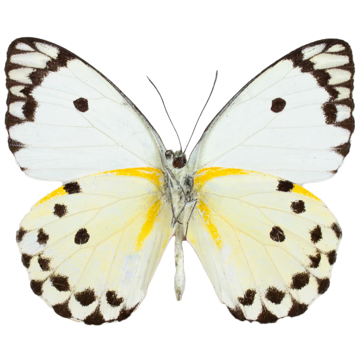 Pieris calypso