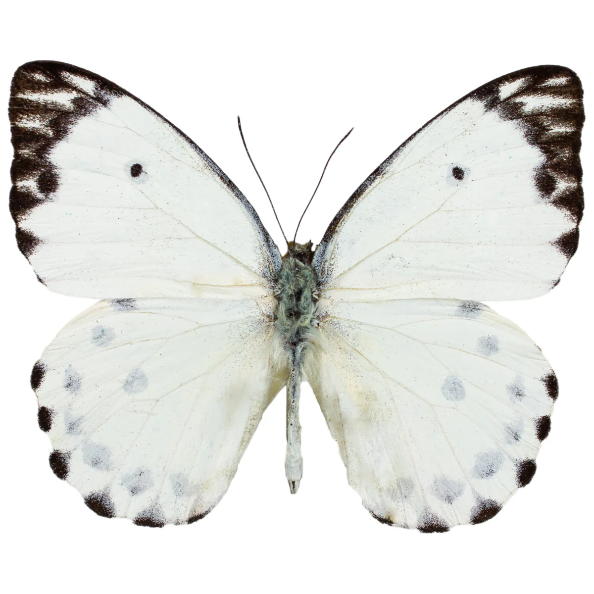 Pieris calypso - Image 2