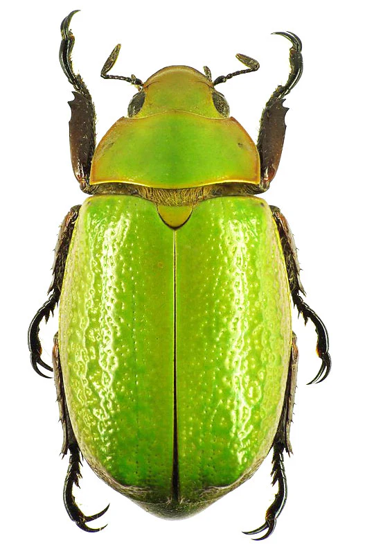 Plusiotis boucardi UNSPREAD