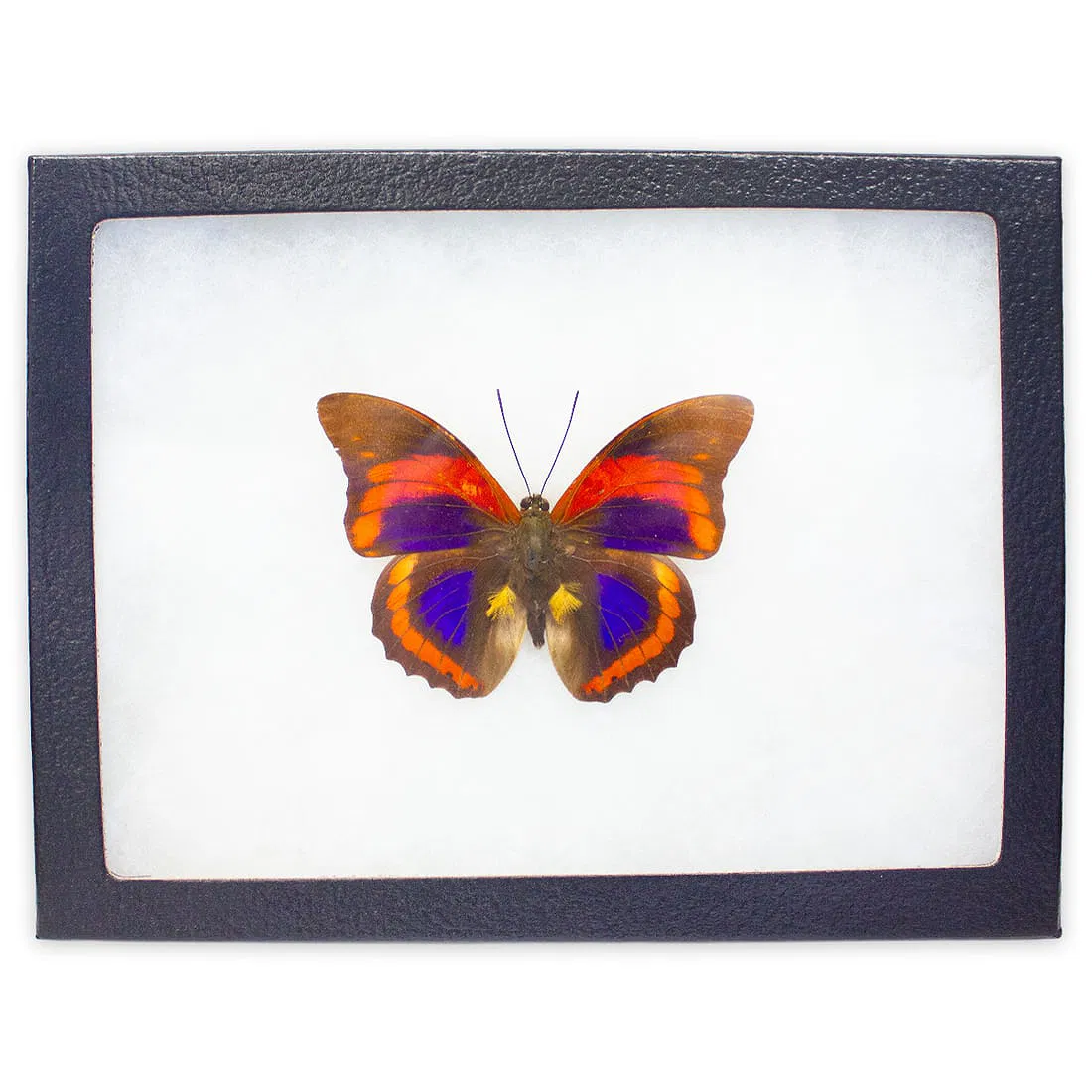Prepona praeneste buckleyana FRAMED