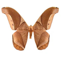 Rhescyntis hippodamia