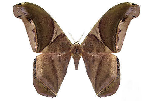 Rhescyntis hippodamia - Image 2